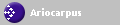 Ariocarpus