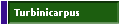 Turbinicarpus