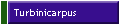 Turbinicarpus